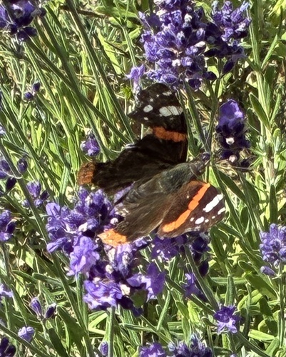 Red Admiral