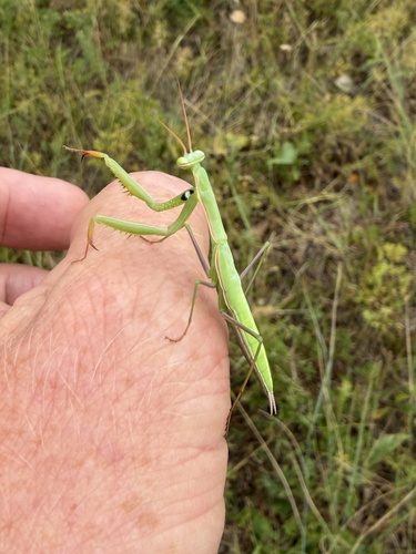 European Mantis