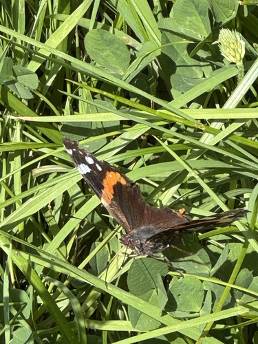 Red Admiral