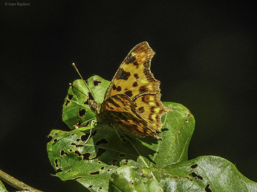 European Comma