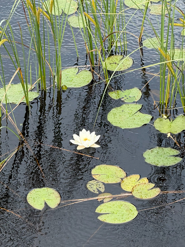 European White Waterlily