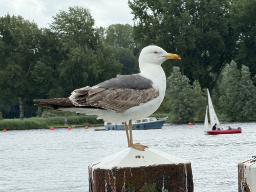 Lesser Black-backed Gull
