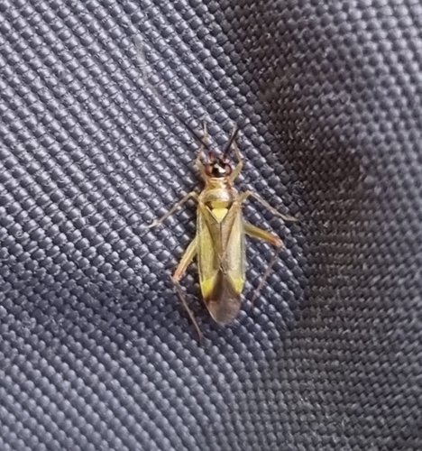 Campyloneura virgula