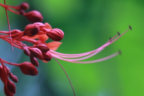 Clerodendrum