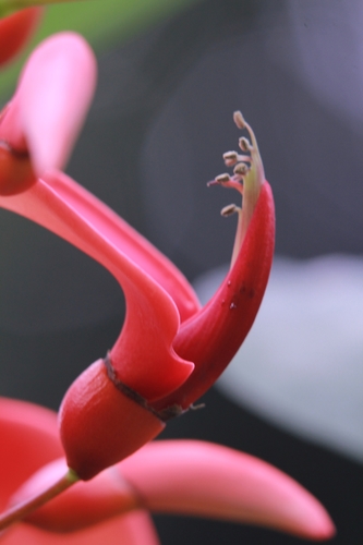 Cockspur coral tree