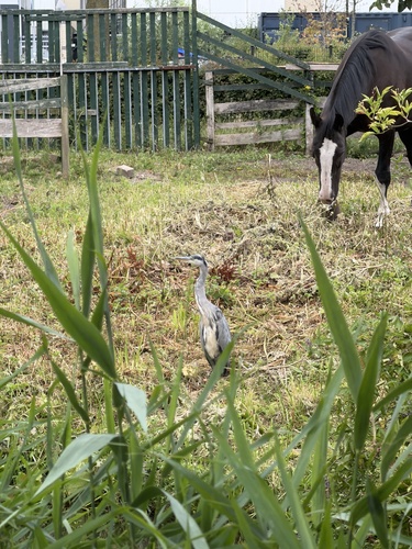 Grey Heron