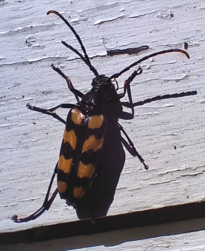 four-banded longhorn beetle