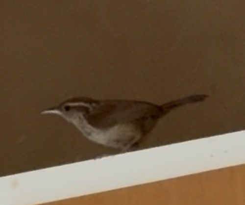 Carolina Wren