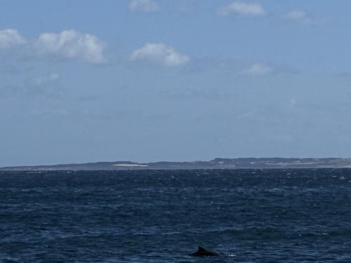 Harbour Porpoise