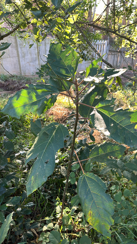 Cape Fig