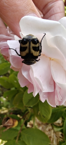 Eurasian Bee Beetle