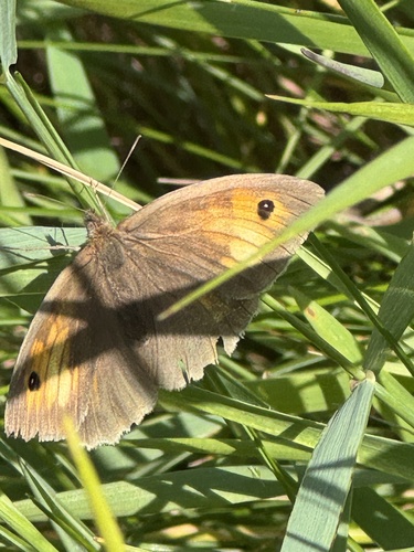 Meadow Brown
