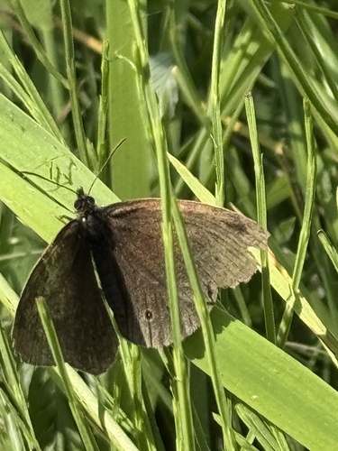 Ringlet