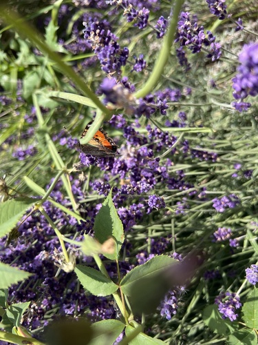 Small Tortoiseshell