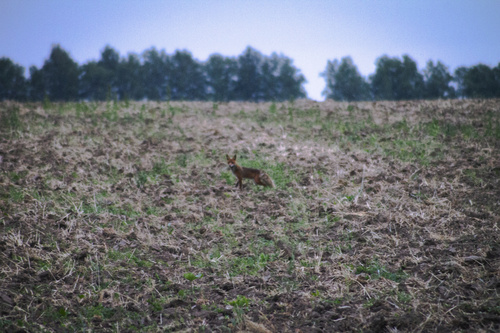 Red Fox
