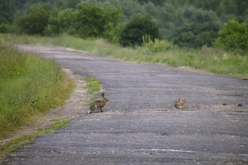 Brown Hare
