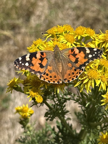 Painted Lady