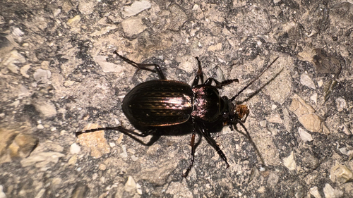 Carabus italicus