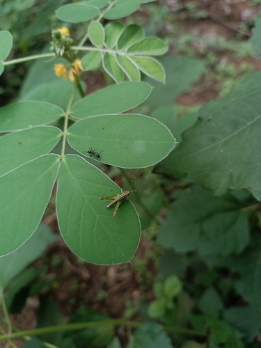 Little Clown Grasshopper