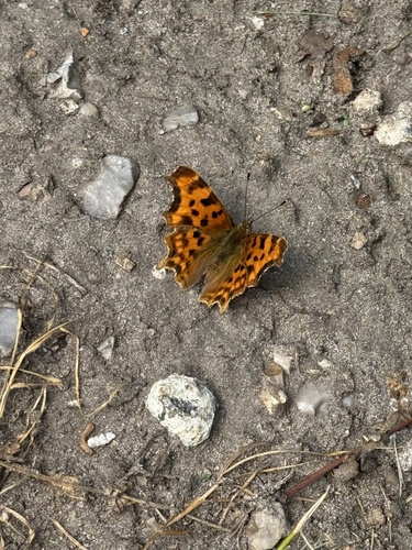 European Comma