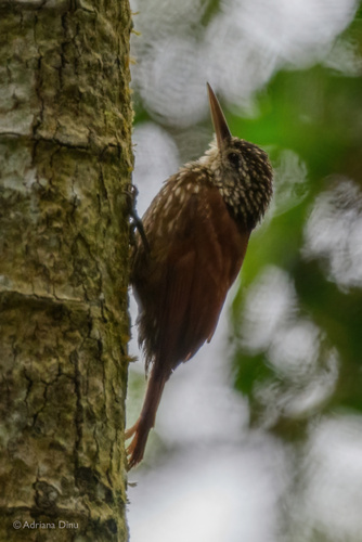 Straight-billed Woodcreeper
