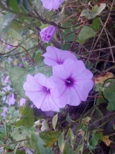Ipomoea bahiensis