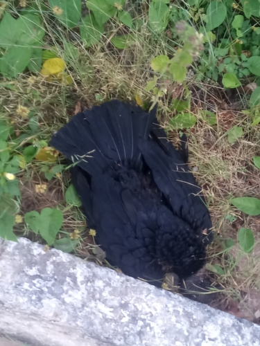 Black Vulture