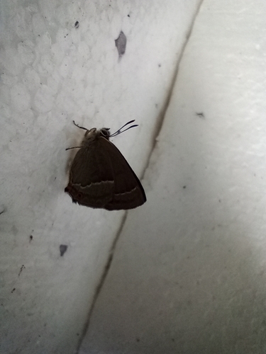 Purple hairstreak