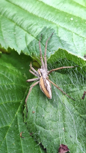 European Nursery Web spider