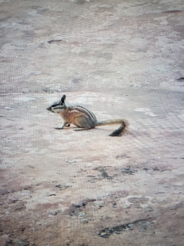 Hopi Chipmunk observed by smitetomb
