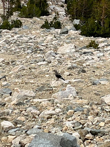 iNaturalist observation photo of Clark's Nutcracker