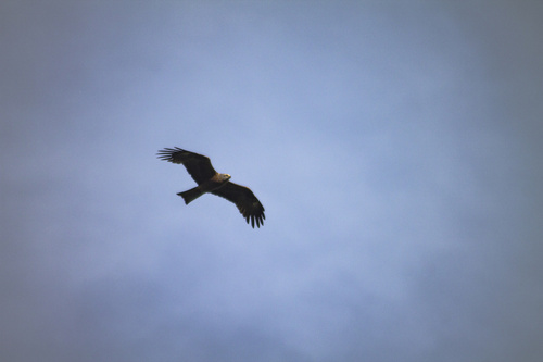 Black Kite