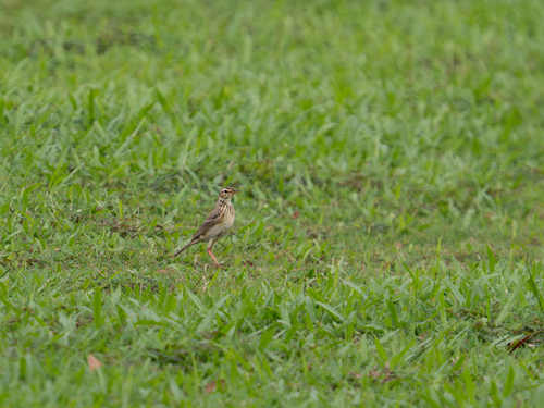 Paddyfield Pipit