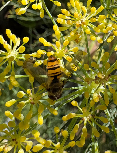 Marmalade Hover Fly