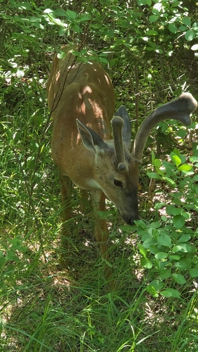 White-tailed Deer