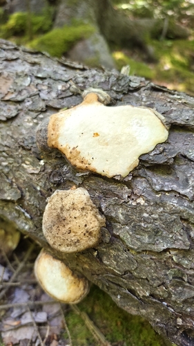 Fungi Including Lichens