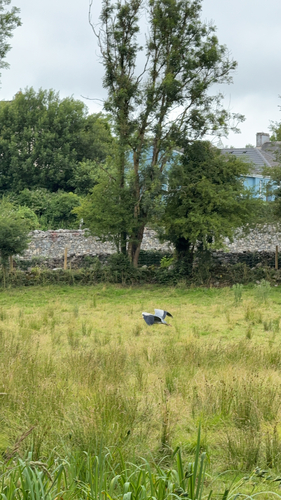 Grey Heron