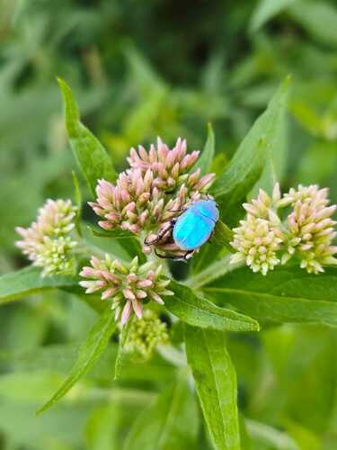 Cerulean Chafer Beetle