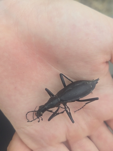 Snail-eating Beetle
