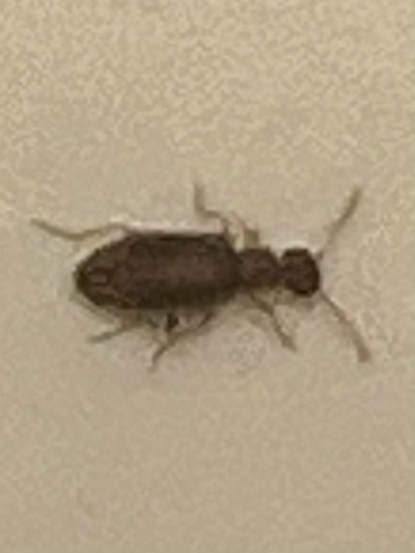iNaturalist observation photo of Cloudy Flower Beetle