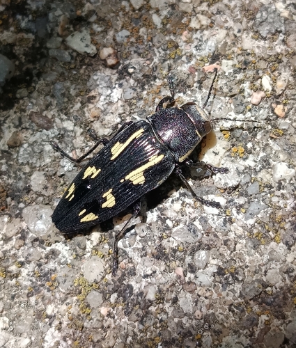 Buprestis novemmaculata