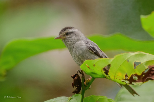 Pink-legged Graveteiro