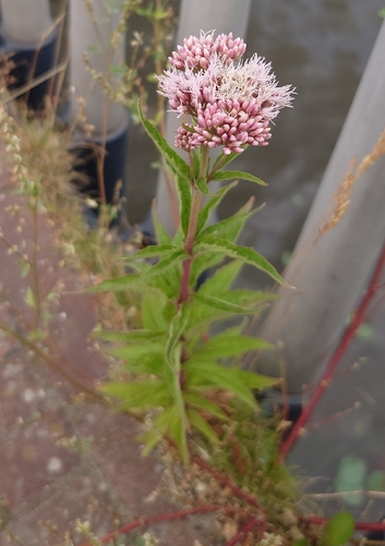 hemp agrimony