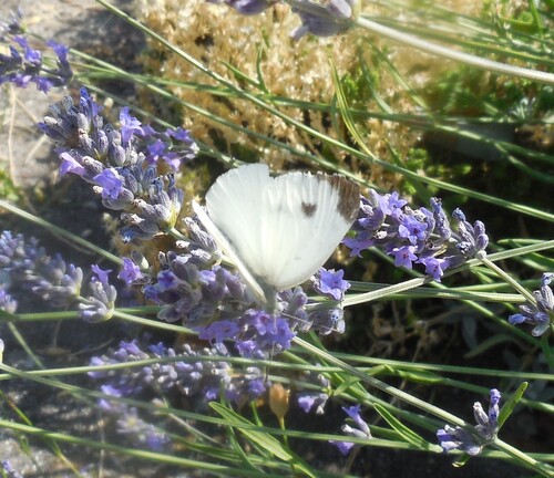 Southern Small White