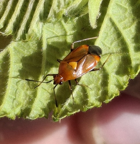 Red-spotted Plant Bug