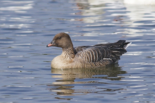 Pink-footed Goose