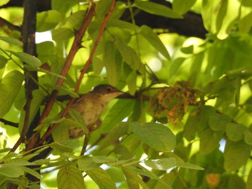 Sardinian Warbler