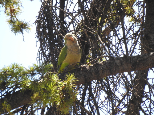 Monk Parakeet