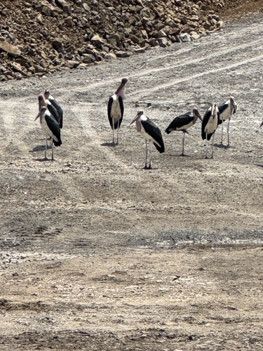 Marabou Stork