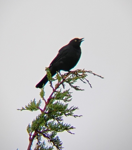 iNaturalist observation photo of Brewer's Blackbird
